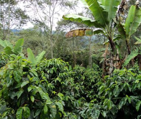 El plátano debe ser eliminado al tercer año de la plantación de café Para establecer la sombra permanente es fundamental que las especies forestales seleccionadas, tengan copa mediana