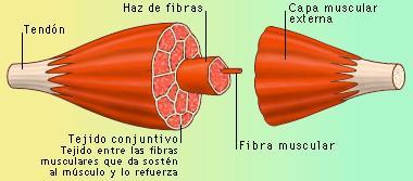 A esta Banda se le denomina Banda H Dibuja aquí la fibra muscular en estado de contracción Cuando se produce la contracción, el tamaño de la Banda I y de la Banda H disminuye, puesto que las actinas