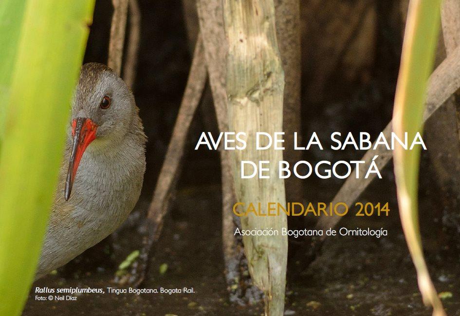 Asociación Bogotana de Ornitología Buscamos su apoyo: * Coordinadores de salidas a pajarear.