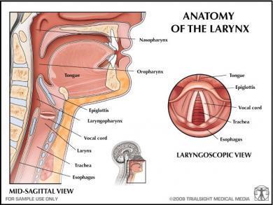 En ella se sitúan las cuerdas vocales. Cada cuerda vocal está compuesta por un ligamento, por una membrana elástica y por fibras de músculo estriado.