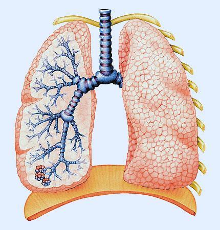 Termina al dividirse en los bronquios principales derecho e izquierdo. 3. TRACTO RESPIRATORIO INFERIOR 3.1 PULMONES Los pulmones son los órganos esenciales de la respiración.