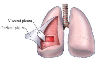 Cada pulmón está cubierto por una membrana serosa llamada pleura visceral. La cavidad torácica está cubierta por otra membrana serosa llamada pleura parietal.