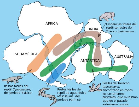 3.- WEGENER: LOS CONTINENTES EN MOVIMIENTO. Teoría de deriva continental. Fue propuesta por Wegener en1915. Insistía en que los continentes se desplazan a lo largo de millones de años.