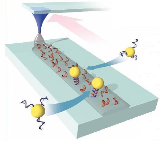 altamente dopado Intensidad de corriente es función de la anchura del nanotubo Nano-biotecnolog biotecnología: