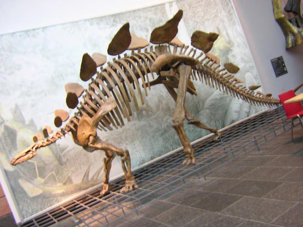 Thyreofora Ornitisquios: Stegosauurs Estegosaurios