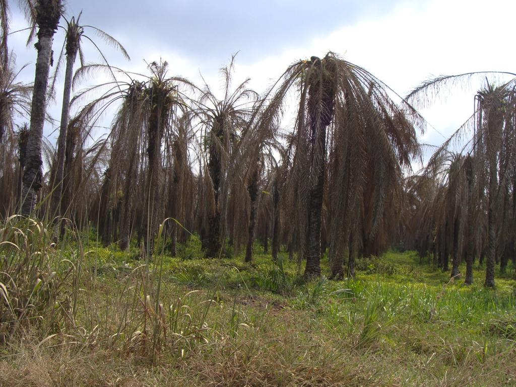 000 hectáreas de palma de aceite a causa de la enfermedad Pudrición del cogollo (PC) en las últimas cinco décadas Los