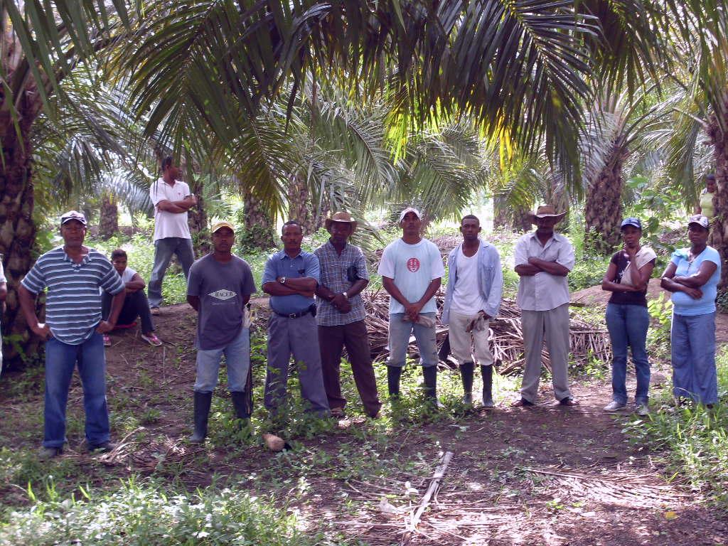 Negocios inclusivos en la agroindustria de la palma de aceite ü Alianzas Productivas Estratégicas: empresa con