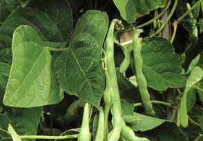 Judías: Phaseolus vulgaris Es planta de clima húmedo y suave, dando las mejores producciones en climas cálidos.
