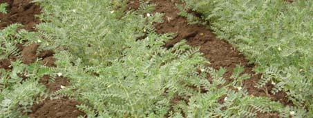 Garbanzos: Cicer arietinum Requerimientos ecológicos: Es una planta resistente a la sequía.
