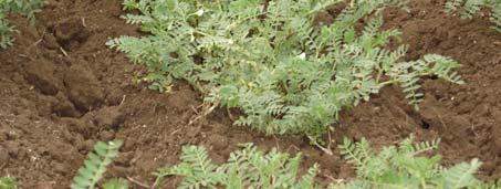 Con respecto a los suelos, prefiere las tierras silíceo-arcillosas o limoarcillosas que no contengan yeso.