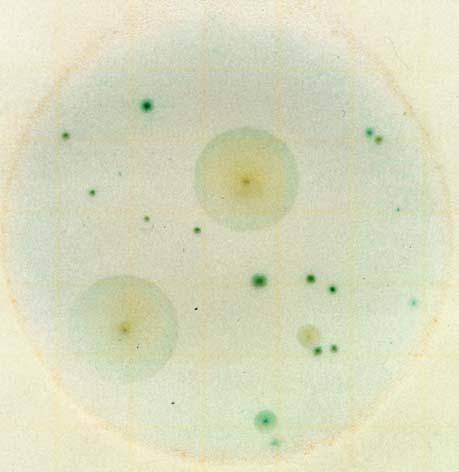 Conteo de Levaduras = 12 Conteo de Mohos = 4 La Placa Petrifilm MR para Recuento de Mohos y Levaduras de la Figura 4 muestra crecimiento bajo de colonias de Mohos y Levaduras.