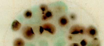 3 Placas Petrifilm MR Guía de interpretación 8A 8B Conteo de Mohos = 59 Las colonias de Mohos de la Figura 7 están empezando