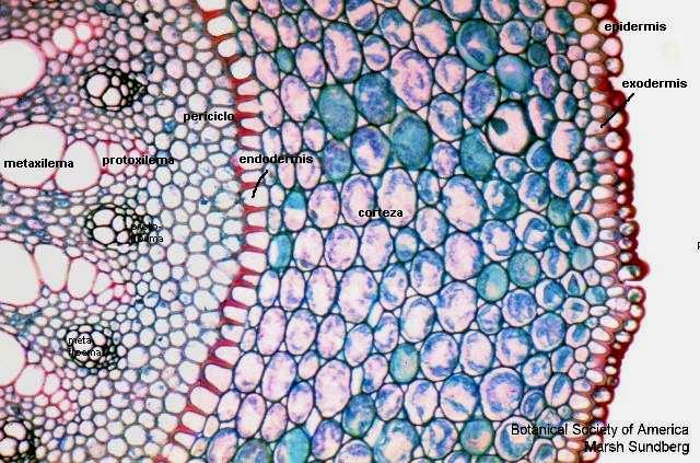 Endodermis - Capa de células, generalmente mono