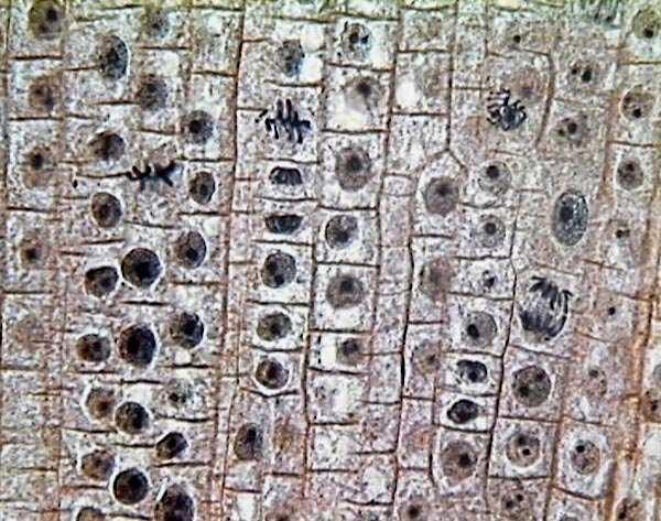 Plantas Cormofitas o Vasculares TEJIDO: conjunto de células iguales (tejido simple) o de más de un tipo (tejido complejo), unidas de forma estable y que desempeñan una función determinada.