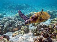 Tortugas marinas verdes (Animales que se alimentan de algas) Las tortugas marinas verdes adultas viven en una dieta que es exclusivamente de algas y hierbas.