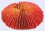 Corales Ref.
