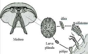 Cuando un animal roza un tentáculo, el filamento se desenrolla e inyecta el veneno, paralizándole o matándole, con los tentáculos le introduce en la cavidad digestiva por la boca.