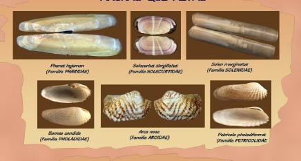 Babosas y caracoles, acuáticos y terrestres. Bivalvos: Poseen dos conchas unidas por Gasterópodos: Concha de una sola pieza en espiral.