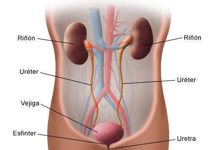 CAPÍTULO I LITIASIS Debido al amplio campo que refiere a la litiasis renal, se mencionan algunos aspectos básicos referentes a la fisiología y anatomía en los que es apta la formación de cálculos