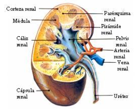 Un corte de riñón (Figura 2.2) muestra dos zonas bien definidas: la corteza y la médula.