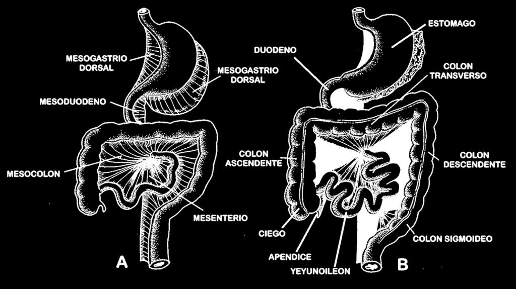 MESENTERIO VENTRALderiva del septum transversum. En la región: Se extiende desde la porción inferior del esófago, del estómago y porción superior del duodeno hasta el hígado.