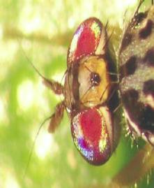 Son moscas de tamaño un tercio menor a la mosca casera, de color café, casi negro y con marcas marfilamarillo con negro brillante en la parte dorsal del tórax. Hembra.