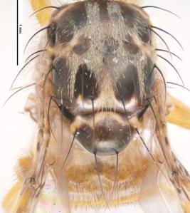 En la parte media de la ala hay una banda vertical ancha que se extiende del margen costal a las venas cubitales y primera anal, aunque extinguiéndose gradualmente en la parte baja de la celda M4.