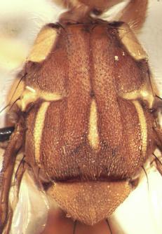 con marcas negras y amarillas en la parte dorsal del tórax y abdomen. Las características distintivas del adulto son el patrón alar y el tercer segmento antenal es elongado.