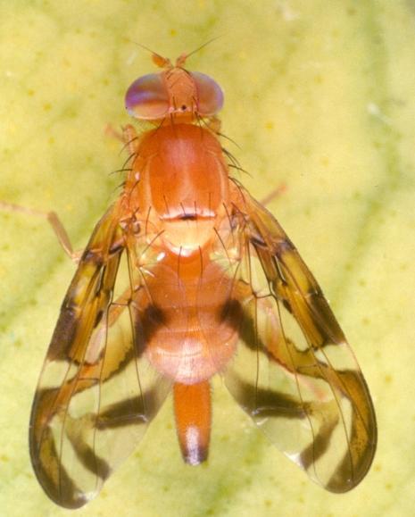 Como en otras especies de Anastrepha, la hembra posee una funda del ovipositor larga y notoria.