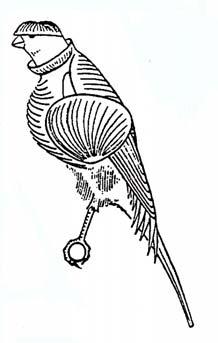 posadero, también existen en ambos tipos de plumas, lisa y rizada, canarios que tienen posición erecta e incluso arqueada, consecuencia de la evolución de los