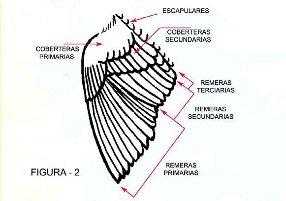 La estructura externa del ala (figura 2), está conformada por las plumas que cubren la misma y que de arriba abajo en la parte alta del ala son las plumas coberteras, coberteras primarias (arriba) y
