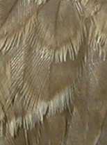 EDAD Pueden reconocerse 3 tipos de edad: Juveniles con las plumas del dorso y coberteras alares de color arena con amplios bordes claros; banda del pecho marrón y