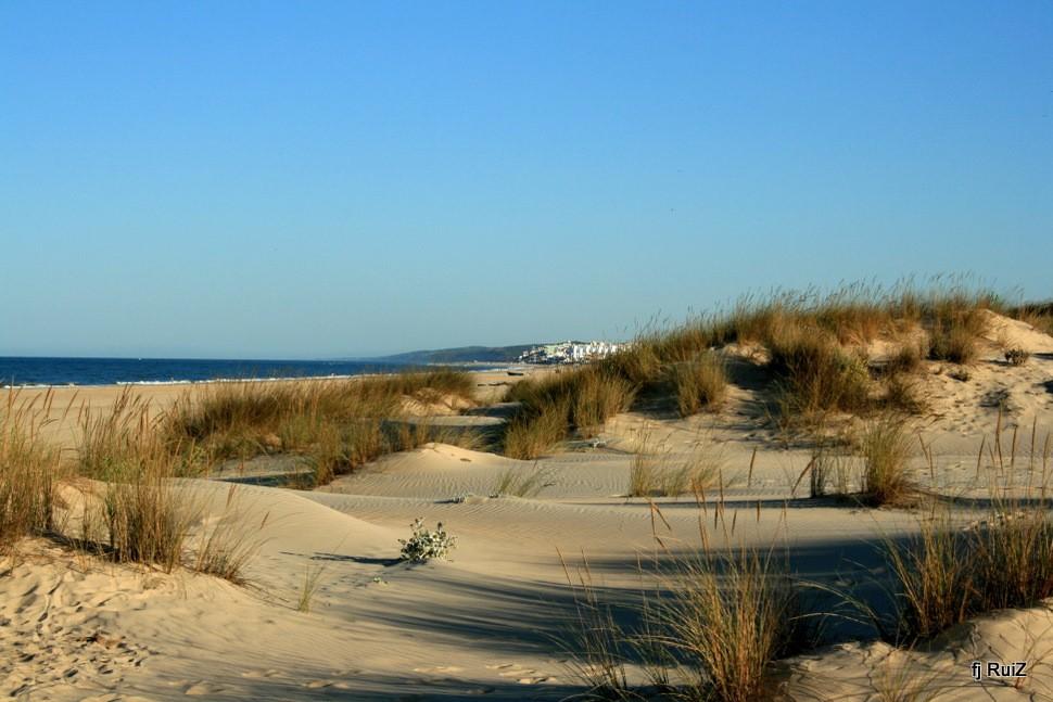 As dunas son montículos de area típicos das costas areosas. Fórmanse polo transporte e acumulación de area polo vento, que queda fixada pola vexetación.
