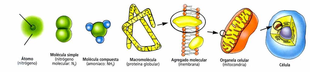 BIOMOLÉCULAS La combinación de los átomos de un bioelemento entre si o con átomos de otro
