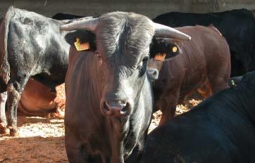 Carnización de bovinos según las disposiciones para la prevención y el control de las EET Aunque el Reglamento (CE) Nº 1139/2003, de aplicación a partir del 1 de octubre de 2003, ya ha modificado en