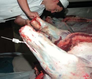 s Los mataderos que sacrifiquen animales de menos de 24 meses no han de solicitar una autorización adicional a la administración.