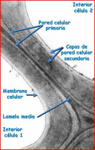 2.3.Estructura ultramicroscópica: composición de la pared celular Si se analiza la pared de una célula, constituida por tres capas, se observa que está formada por fibras