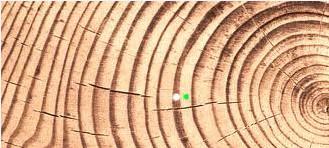 Cada especie forestal se caracteriza por una apariencia de los anillos, la anchura de la madera que forma cada período, la