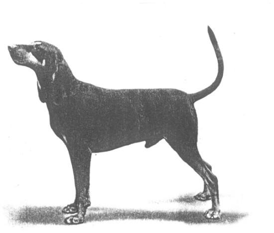 Raza ( 300) Perro Negro y Fuego para la Caza del Mapache - Black and Tan Coonhound País de Origen Estados Unidos. Grupo 6 Sección 1.