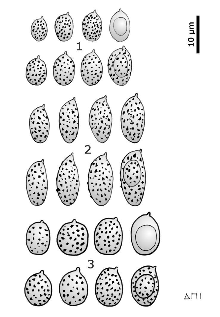 Tabla 4.- Esporas: 1. Cortinarius subcotoneus. 2. Cortinarius variiformis. 3. Cortinarius xerophilus. RELACIÓN DE ESPECIES ESTUDIADAS: C. ADDAMASCENUS C. ASSIDUUS VAR. ASSIDUUS C.