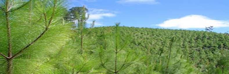 ENTIDADES DE APOYO Zonificación: La Unidad de Planificación Rural Agropecuaria - UPRA Zonificación de áreas aptas para reforestación comercial a escala 1:100.