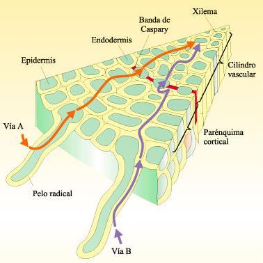 células, por transporte activo con gasto de energía-) Vía B o apoplástica: sólo a través de las