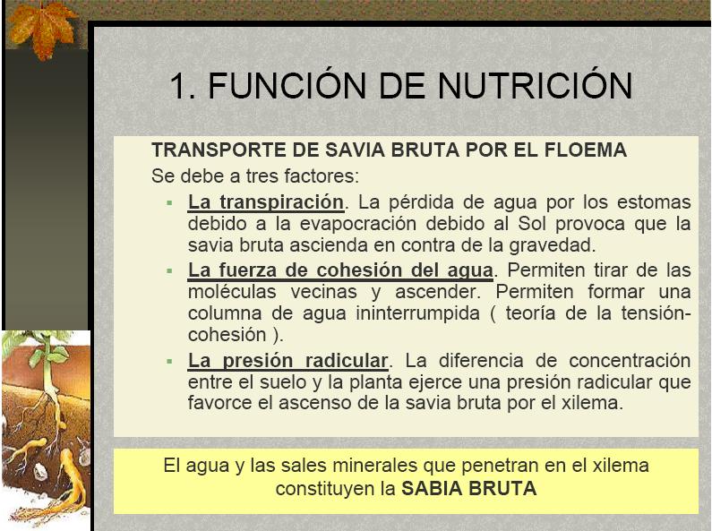 1. FUNCIÓN DE NUTRICIÓN TRANSPORTE DE SAVIA BRUTA POR EL XILEMA Se debe a tres factores: La transpiración.