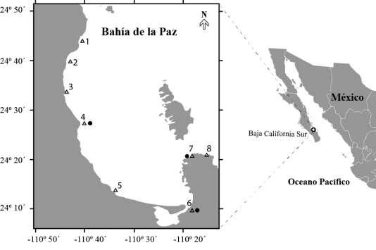 3.1 Trabajo de campo Se realizó un muestreo prospectivo en el cual se hicieron recorridos por la Bahía de La Paz Se eligieron 8 sitios con