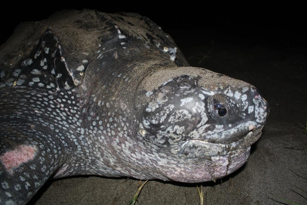 Reporte final de la anidación de tortugas marinas, Parque Nacional Cahuita, Costa Rica