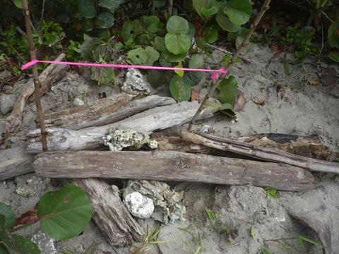 Figura 7. Nido de tortuga carey (Eretmochelys imbricata) protegido con restos de madera para evitar la depredación por mapaches (Procyon lotor), Parque Nacional Cahuita, Costa Rica.