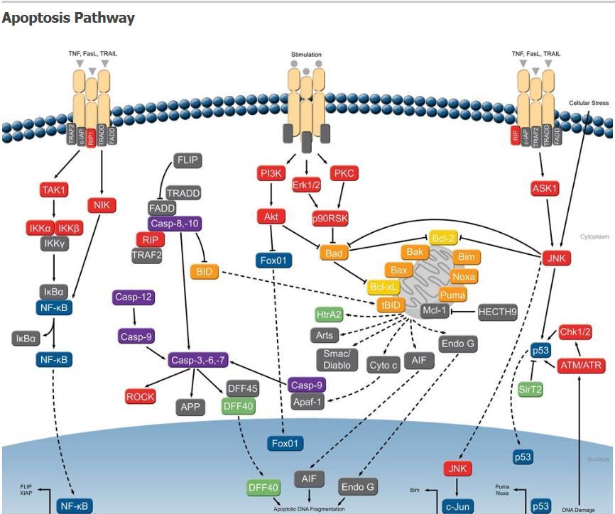 Vias de regulación de la apoptosis Vias intrínseca y