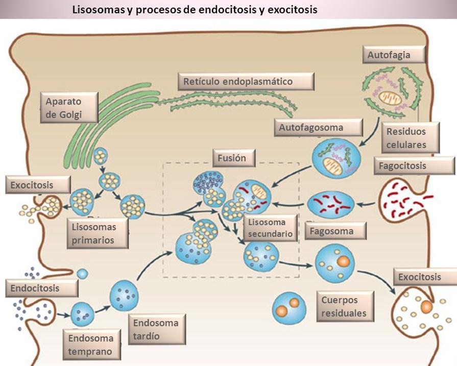 AUTOFAGIA Presenta secuestro vesicular y degradación de proteinas y organelas (autofagosoma) En respuesta a: Estresores metabólicos y