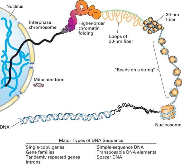Estructura de la cromatina eucariota Los niveles de empaquetamiento del ADN