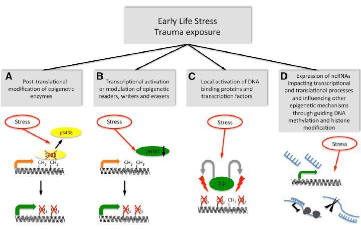 El estrés puede afectar el epigenoma a
